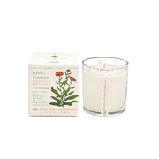 Lumânare parfumată KOBO Plant the Box Catalan Calendula (10 oz / 283 g)